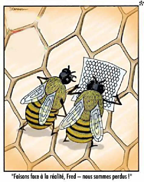 abeilles perdues-humourenvrac